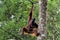 Bornean orangutan with baby - hanging on a rope - Semenggoh Nature Reserve