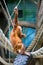 Bornean orangutan cub