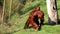 Bornean orangutan family