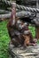 Bornean orangutan female and her kid 1