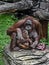 Bornean orangutan female and her kid 2