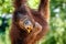 Bornean orangutan hanging on the tree and eating an orange.