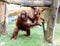 Bornean Orangutan and infant