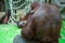 Bornean orangutan, mother with a cub sitting on a rock. Fauna, mammals, primates