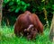 Bornean orangutan mother together with her infant, primate family portrait, Critically endangered animal specie