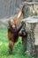 The Bornean orangutan (Pongo pygmaeus).