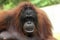 Bornean Orangutan ( Pongo pygmaeus )