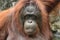 Bornean Orangutan ( Pongo pygmaeus )