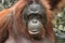 Bornean Orangutan ( Pongo pygmaeus )