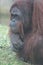 Bornean Orangutan - Pongo pygmaeus