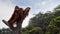 A Bornean orangutan, Pongo pygmaeus, climbed up to the top of the tree with blue sky