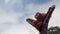 A Bornean orangutan, Pongo pygmaeus, climbed up to the top of the tree with blue sky