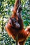 Bornean orangutan Pongo pygmaeus in Kinabatangan river forests on Sabah, Malaysian Borneo