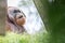 Bornean Orangutan Pongo pygmaeus relaxing
