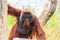 Bornean orangutan(Pongo pygmaeus) in Thailand