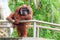 Bornean orangutan(Pongo pygmaeus) in Thailand