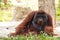 Bornean orangutan(Pongo pygmaeus) in Thailand ( Found it at Born