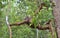 Bornean orangutan Pongo pygmaeus on the tree under rain in the wild nature. Central Bornean orangutan Pongo pygmaeus wurmbii