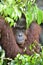 Bornean orangutan Pongo pygmaeus under rain. Close up