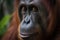 Bornean orangutan Pongo pygmaeus wurmbii in the wild nature. Rainforest of Island Borneo. Indonesia.Generative ai