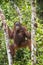 Bornean orangutan (Pongo pygmaeus wurmmbii) on the tree branches in the Rainforest of Island Borneo