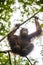 Bornean orangutan (Pongo pygmaeus wurmmbii) on the tree branches in Rainforest of Island Borneo.