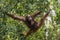 Bornean orangutan Pongo pygmaeus wurmmbii on the tree in Rainforest of Island Borneo. Indonesia.