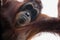 Bornean Orangutan portrait from below