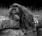 Bornean Orangutan portrait in black and white