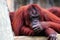 Bornean Orangutan Relaxing