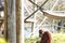 Bornean Orangutan is seen eating vegetables at the Atlanta Zoo