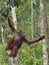 Bornean orangutan under rain on the tree.