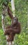 Bornean orangutan under rain on the tree, in the wild nature. Central Bornean orangutan Pongo pygmaeus wurmbii in natural ha