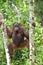 Bornean orangutan under rain on the tree, in the wild nature. Central Bornean orangutan Pongo pygmaeus wurmbii in natural ha