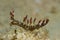Bornella anguilla, Nudibranch, Sea Slug