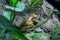 Borneo eared frog, Polypedates otilophus