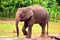 Borneo elephant, also called the Borneo pygmy elephant