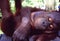 Borneo: A handicaped orang utan baby lying on a wood bridge near the Orang Utan Reha in Sepilok