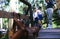 Borneo: A handicaped young orang utan at the reha station in Sepilok, Sarawak