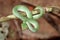 Borneo Keeled Pit Viper