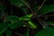 Borneo Keeled Pit Viper on a tree