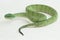 Borneo Keeled Pit Viper Tropidolaemus subannulatus on white background