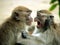 Borneo. LongTail Macaques