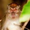 Borneo macaque looking into my eyes, not around my eyes, but int