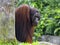 Borneo Orangutan