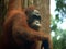 Borneo. Orangutan Hanging & Staring