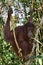 Borneo Orangutan in Sandakan Rehabilitation Center, Sepilok. Sandakan, Sabah. Malaysia, Borneo.