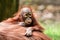 Borneo orangutans, mother and his baby playing