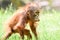 Borneo orangutans, mother and his baby playing