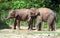 Borneo pygmy elephant